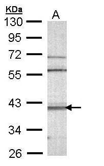 CaMKI delta antibody