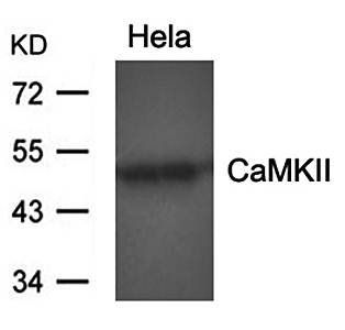 CaMKII (Ab-286) Antibody