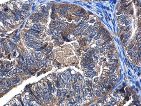 Histone H2A.Z antibody