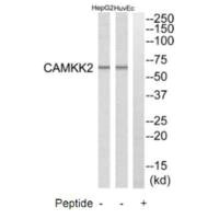 CAMKK2 antibody