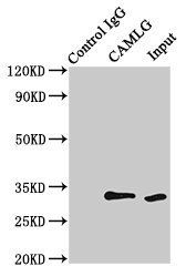 CAMLG antibody
