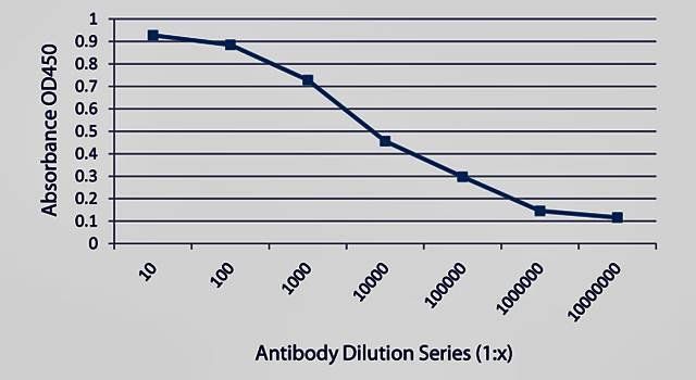Campylobacter jejuni Antibody