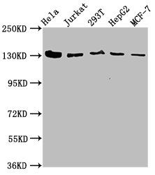 CAND1 Antibody