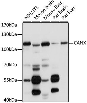 CANX antibody