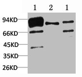 CANX Antibody