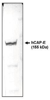 Mouse Human Chromosome Associated Protein-E Antibody