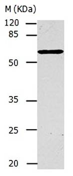 CAP1 Antibody