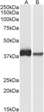 Goat anti-CAPG (aa205-217) Antibody