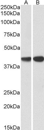 Goat anti-CAPG (aa205-217) Antibody