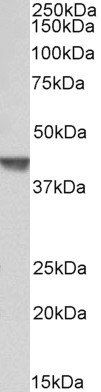 Goat anti-CAPG (aa205-217) Antibody