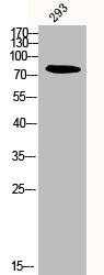 CAPN12 Antibody