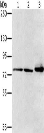 CAPN7 Antibody
