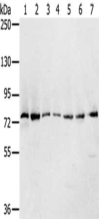 CAPN7 Antibody
