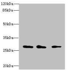 CAPNS1 Antibody