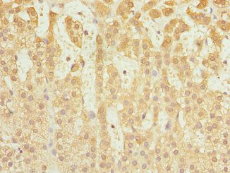 CAPNS1 Antibody