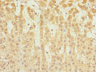 CAPNS1 antibody