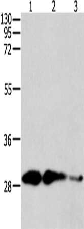 CAPNS1 antibody
