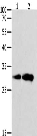 CAPNS1 antibody