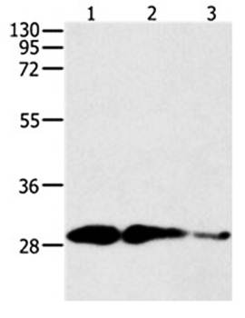 CAPNS1 Rabbit Polyclonal Antibody