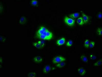 CAPNS2 Antibody