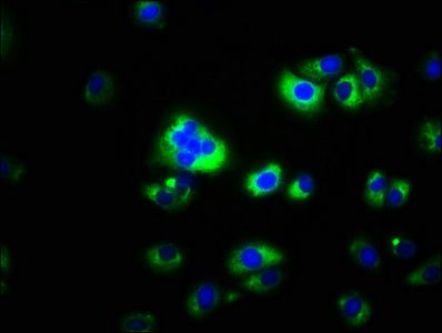 CAPNS2 antibody