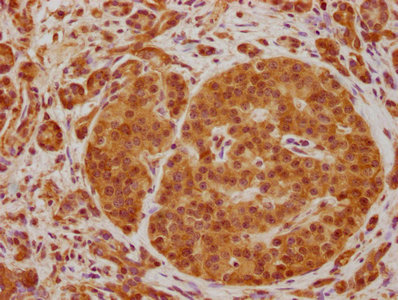 CAPRIN2 Antibody