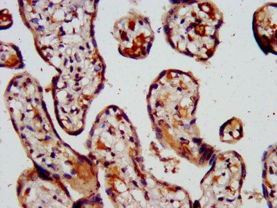 CAPS2 Antibody