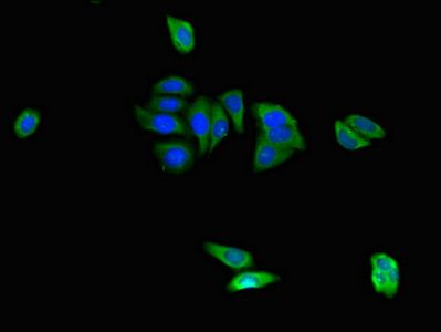CAPZA1 Antibody