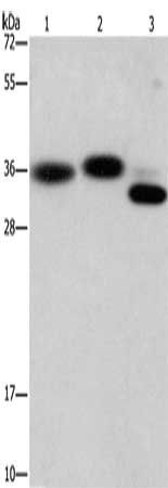 CAPZA2 Antibody