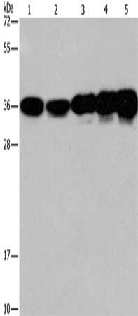 CAPZA2 antibody