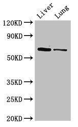 Ces1c Antibody, Biotin conjugated