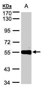 Carboxypeptidase M antibody