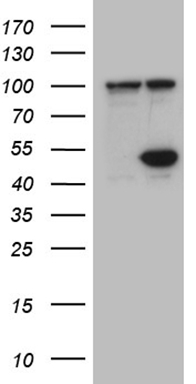 CPM Antibody