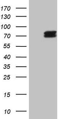 Carboxypeptidase M Antibody