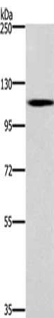 CARD14 Antibody