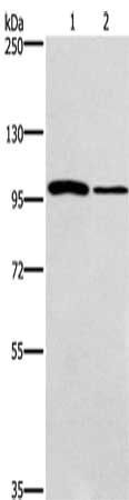 CARD14 antibody