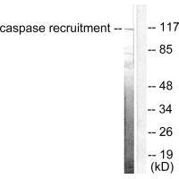 CARD6 antibody