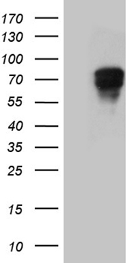 CARD9 Antibody
