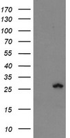 SHPK Antibody
