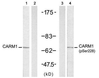 CARM1 (Ab-228) antibody