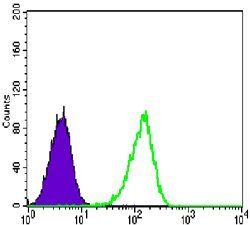 CARM1 Antibody