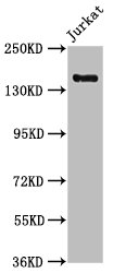 CARMIL2 antibody