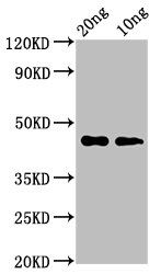 cas3 Antibody