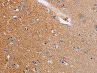 CASC3 Antibody