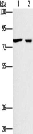 CASC3 antibody