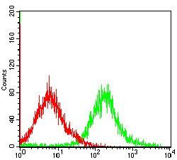 CASP-7 Antibody