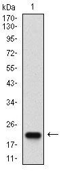 CASP-7 Antibody