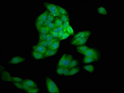 CASP10 Antibody