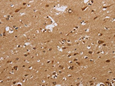 CASP10 Antibody