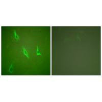 CASP10 Antibody